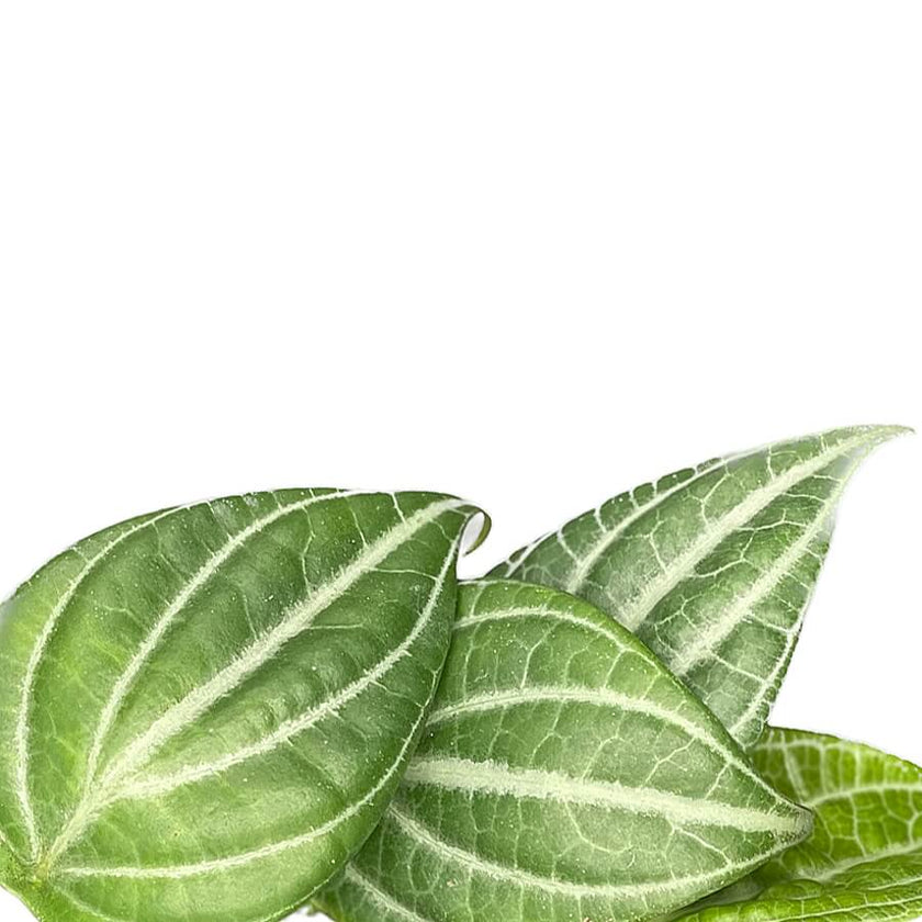 Piper sp. Kalimantan 'Watermelon' close-up of leaf on white background.