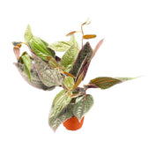Piper sp. Sumatera 'Pink veins' potted plant in nursery pot on white background.
