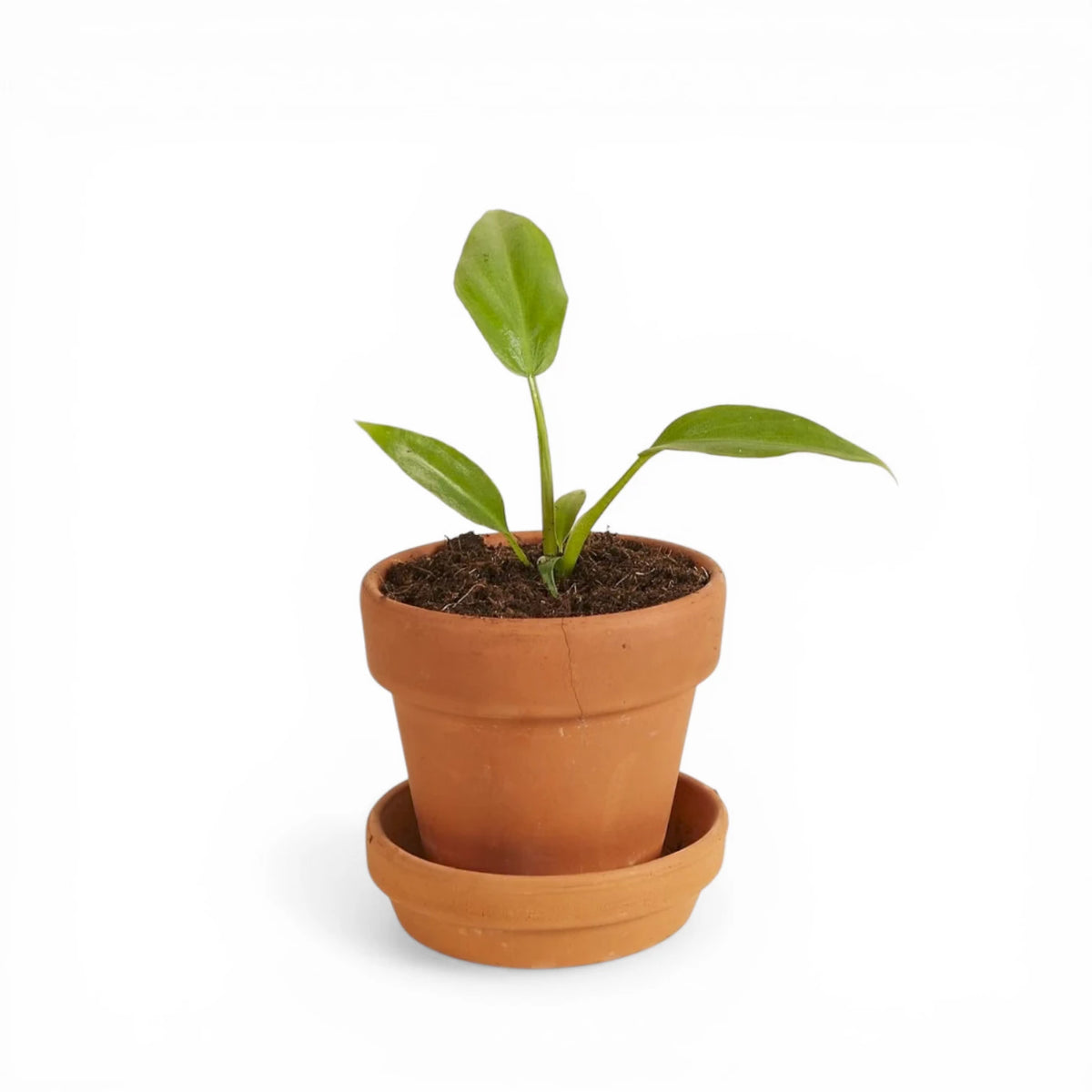 Philodendron radiatum potted plant in nursery pot on white background.