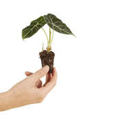 Alocasia longiloba 'Watsoniana' potted plant in nursery pot on white background.