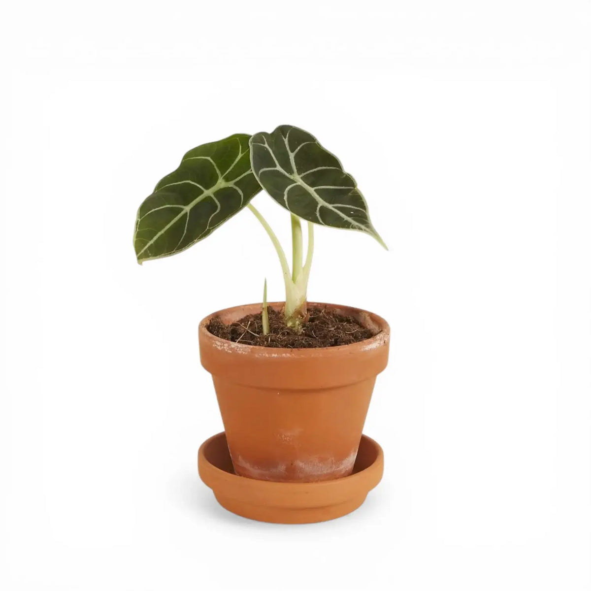 Alocasia longiloba 'Watsoniana' potted plant in nursery pot on white background.