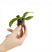 Philodendron patriciae potted plant in nursery pot on white background.