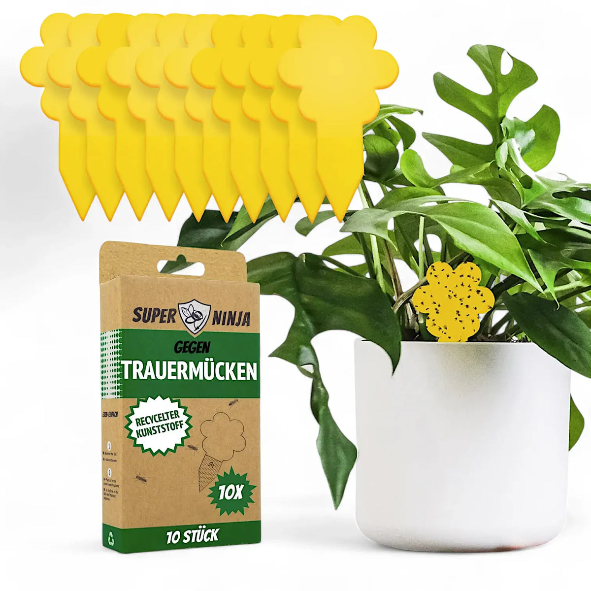 Plant Fly Trap - Fungus Gnats Sticky Traps on white background.