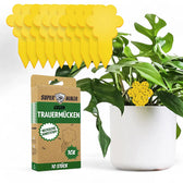 Plant Fly Trap - Fungus Gnats Sticky Traps on white background.