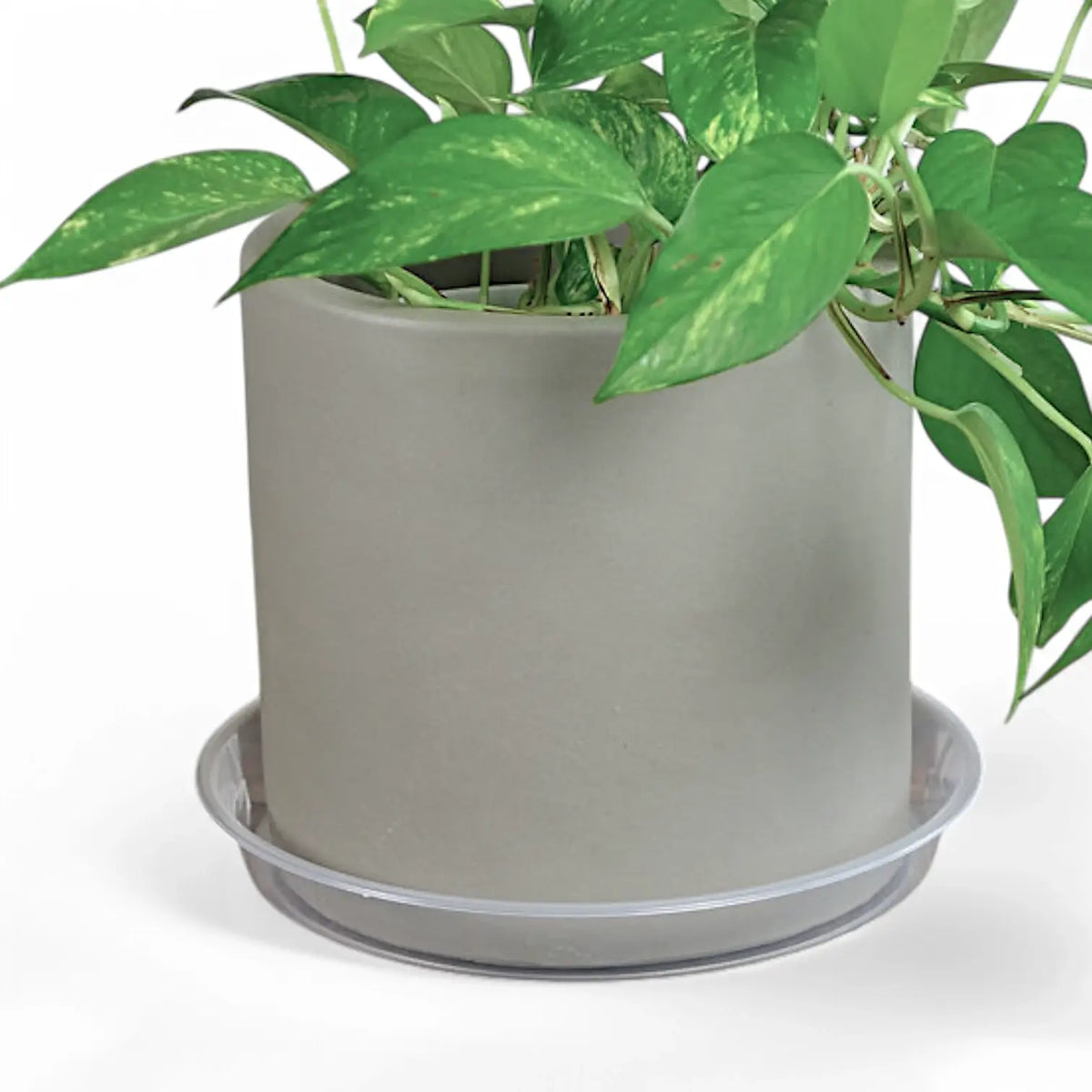 Plant Saucers - Transparent on white background.
