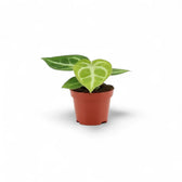 Young Anthurium Silver Blush with compact silver-veined leaves