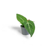 Young Anthurium magnificum with dark velvety leaves and pale veins