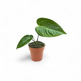 Young Anthurium veitchii with glossy ridged leaves in a terracotta nursery pot