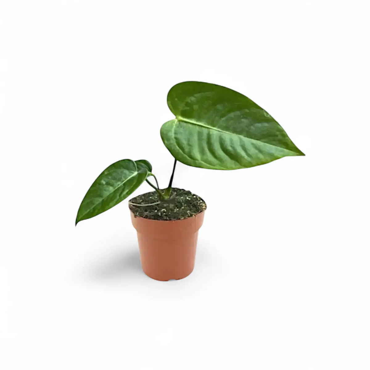 Young Anthurium veitchii with glossy ridged leaves in a terracotta nursery pot