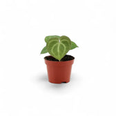 Young Anthurium clarinervium with a velvety heart-shaped leaf and pale veins