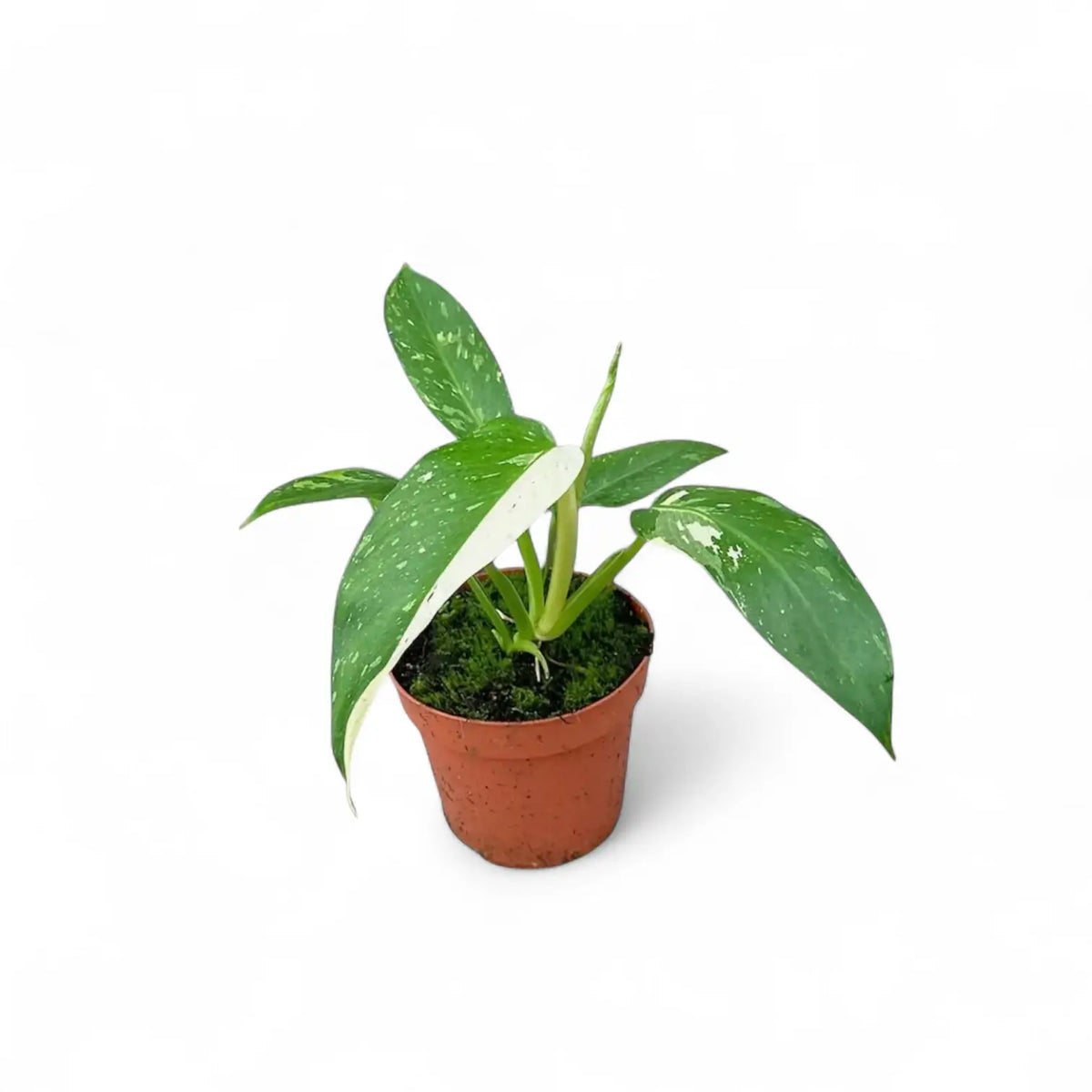 Pflanzenset : Baby Plant Bestsellers Zimmerpflanze im Anzuchttopf vor weißem Hintergrund, Produktfoto 3.