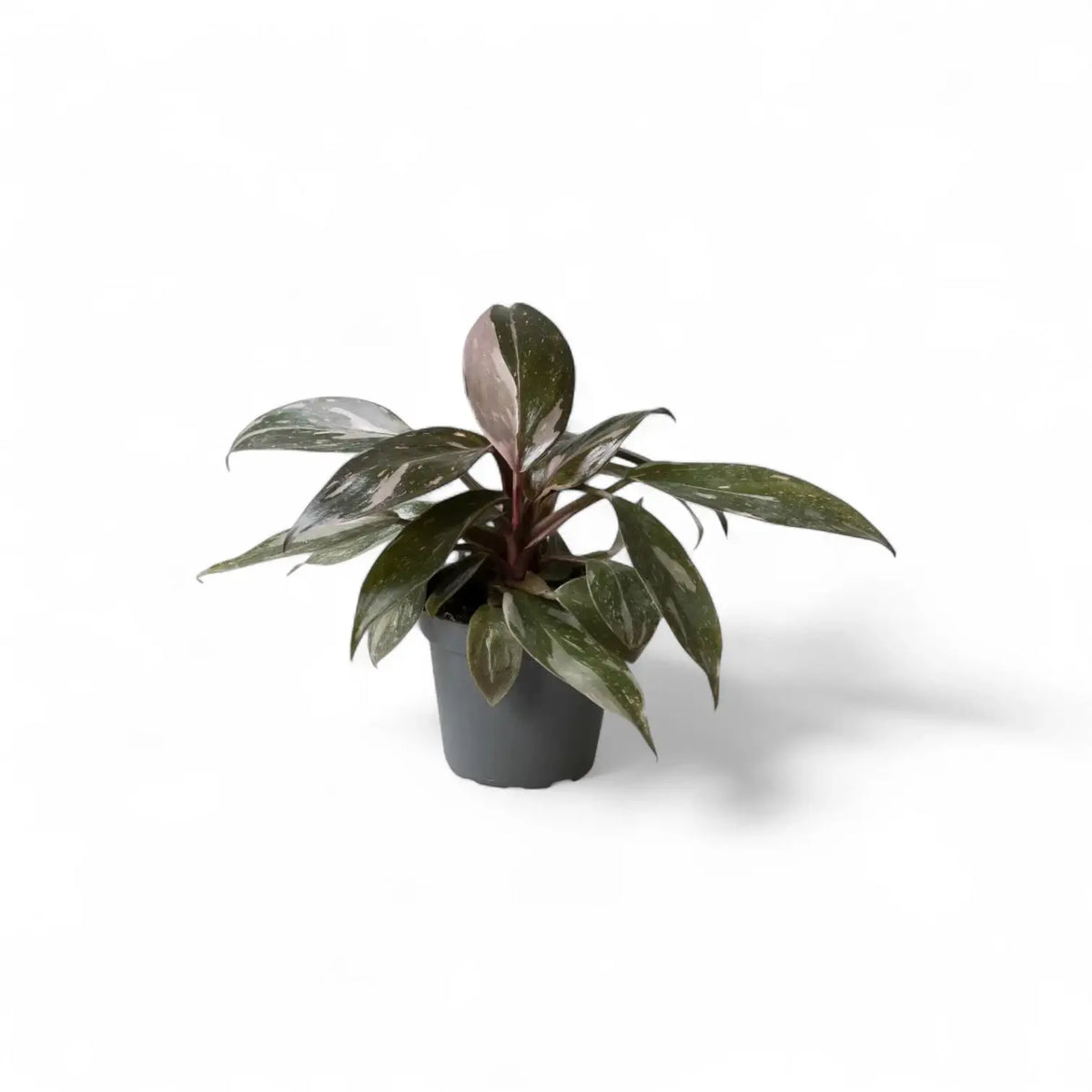 Pflanzenset : Baby Plant Bestsellers Zimmerpflanze im Anzuchttopf vor weißem Hintergrund, Produktfoto 4.