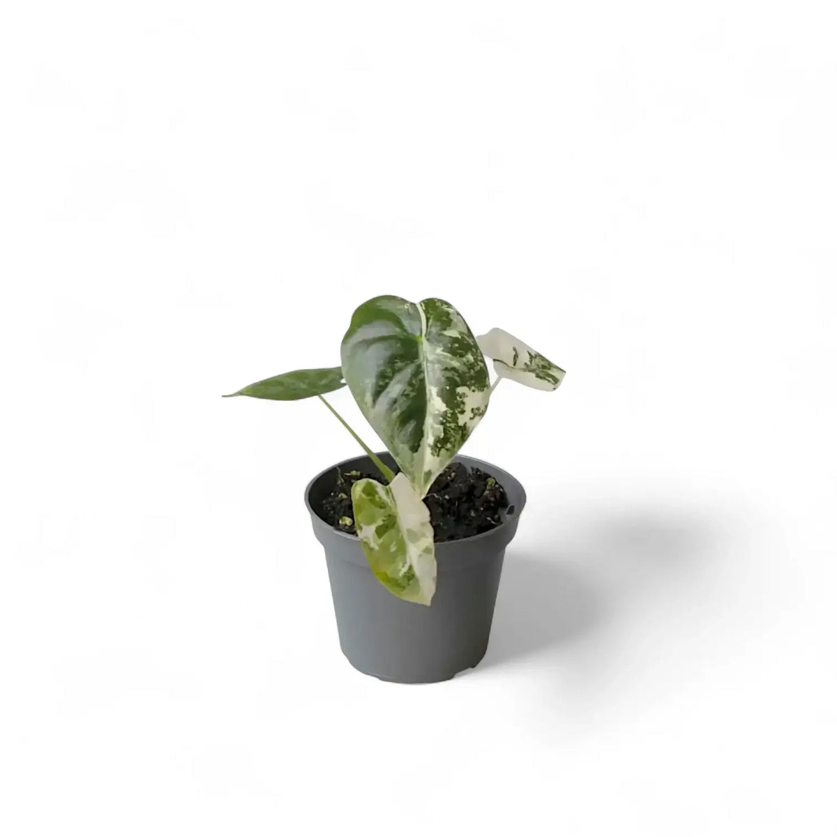 Pflanzenset : Baby Plant Bestsellers Zimmerpflanze im Anzuchttopf vor weißem Hintergrund, Produktfoto 7.