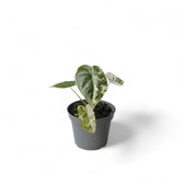 Pflanzenset : Baby Plant Bestsellers Zimmerpflanze im Anzuchttopf vor weißem Hintergrund, Produktfoto 7.