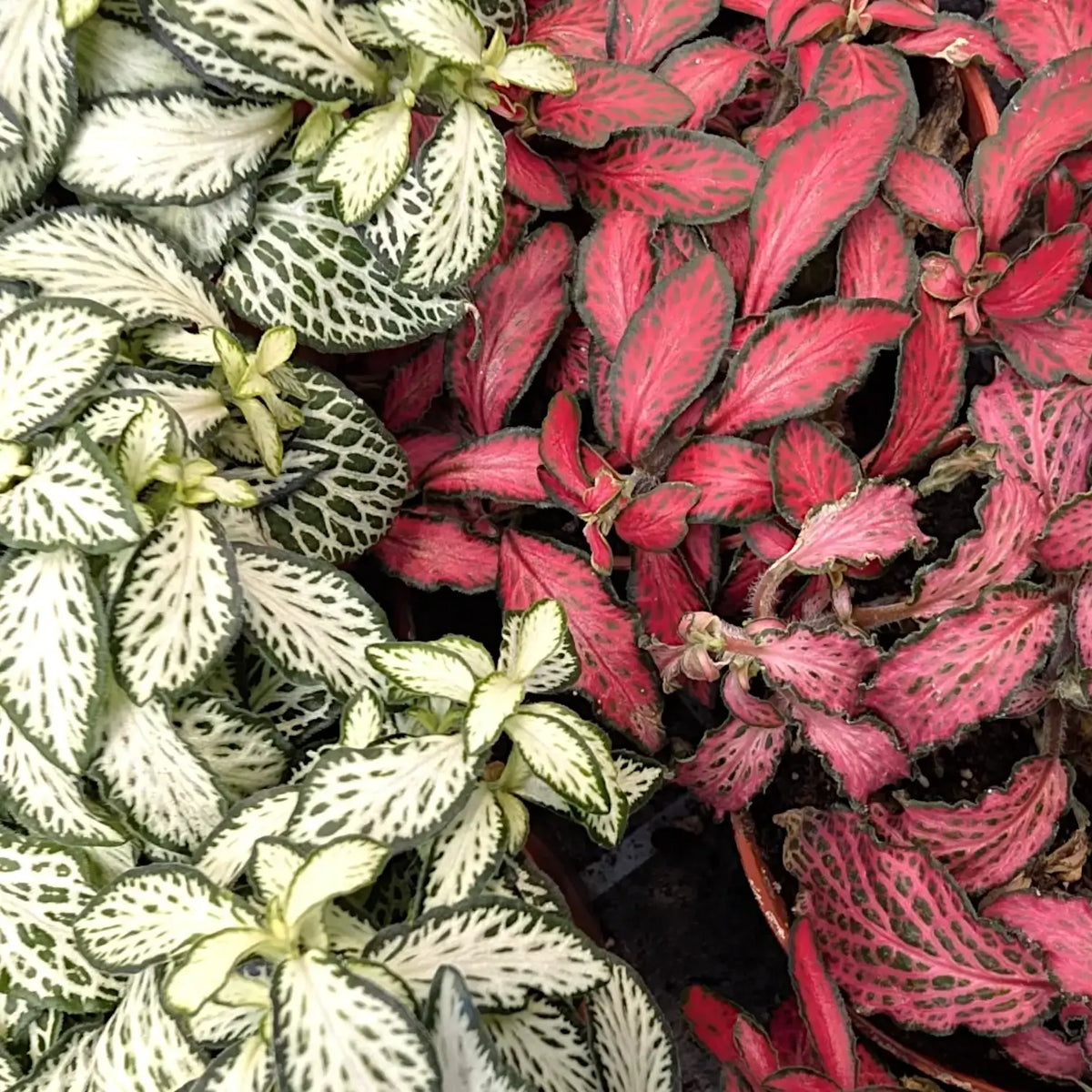 Close-up of red and white spotted Hypoestes foliage growing together