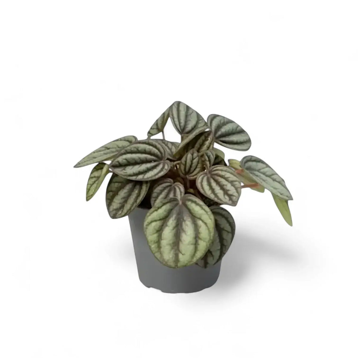 Peperomia Piccolo Banda with silver-striped leaves in a grey nursery pot