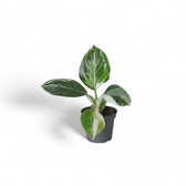 Young white-variegated Philodendron with oval green leaves in a black nursery pot