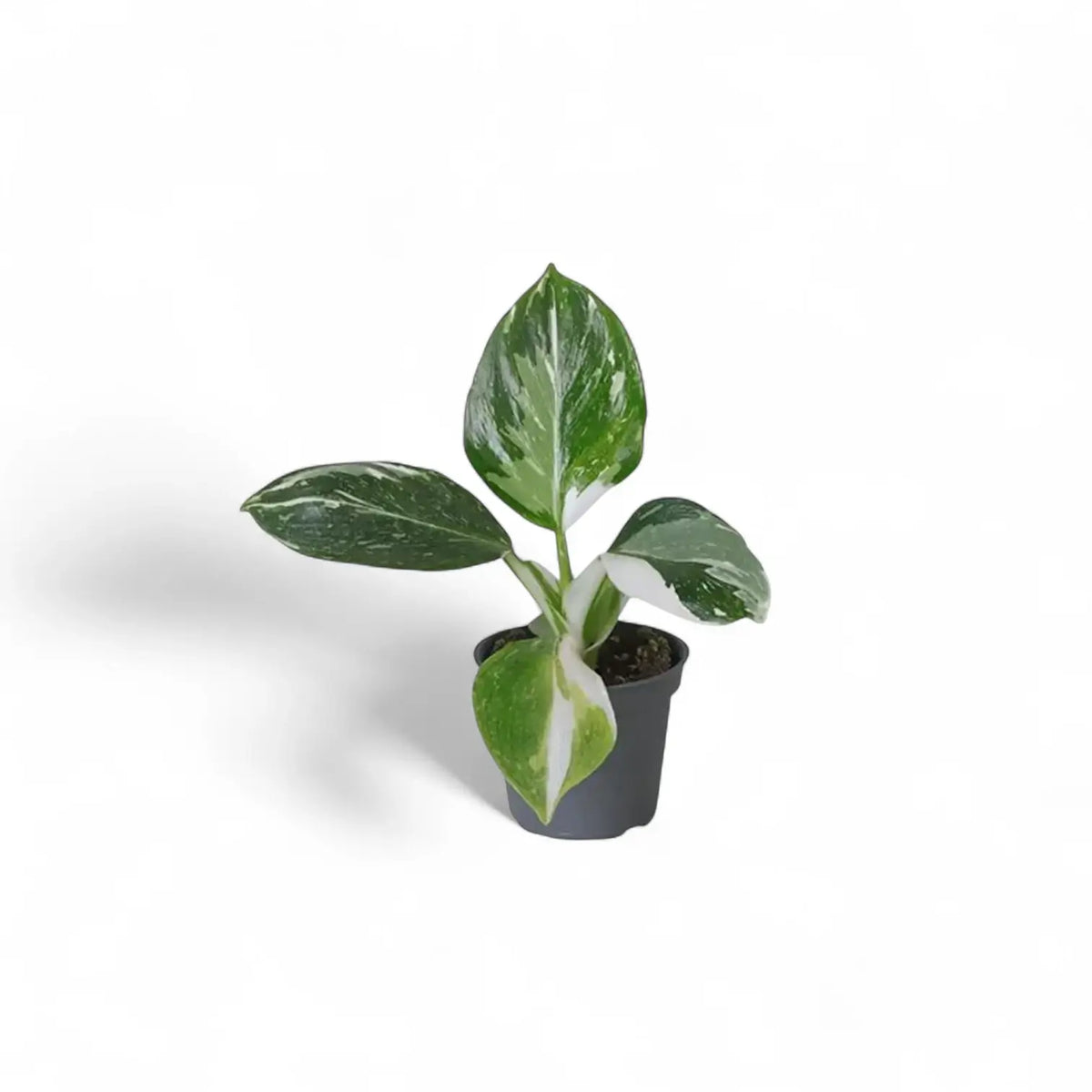 Young white-variegated Philodendron with oval green leaves in a black nursery pot