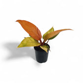 Young upright Philodendron with red-orange leaves in a black nursery pot