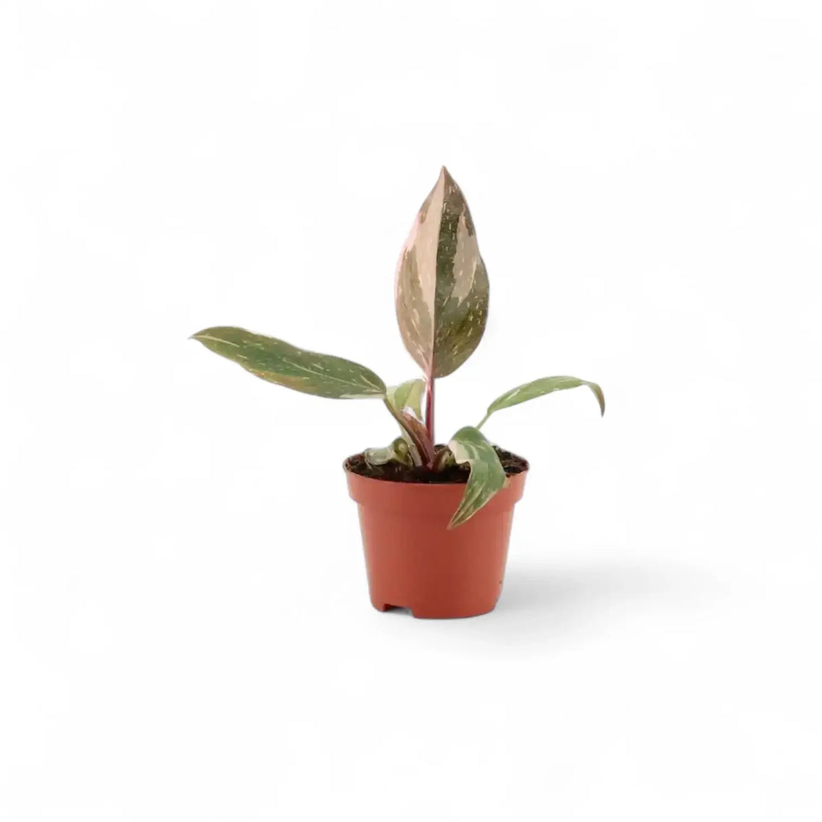 Young Philodendron Pink Princess with pink and green leaves in a terracotta nursery pot