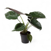 Alocasia wentii with broad glossy leaves in a black nursery pot