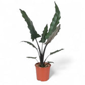 Alocasia lauterbachiana with long rippled leaves in a terracotta nursery pot