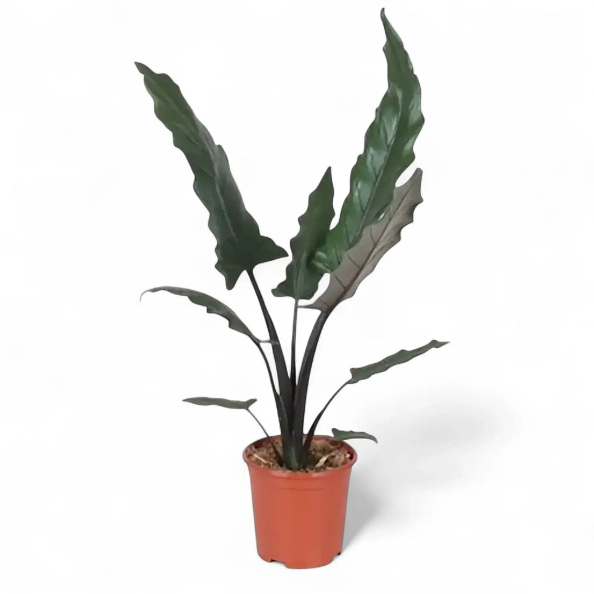 Alocasia lauterbachiana with long rippled leaves in a terracotta nursery pot