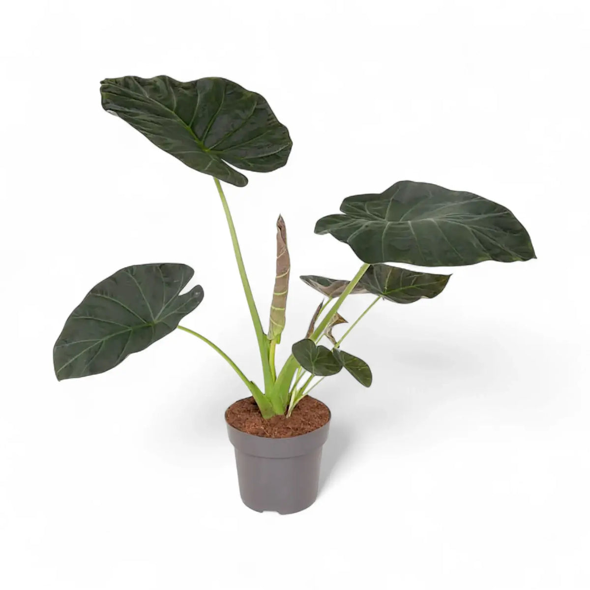 Alocasia Regal Shields with broad dark leaves in a grey nursery pot