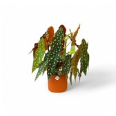 Planter 'b.for soft round' on white background.