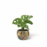 Planter 'Monstera Mystery' on white background.
