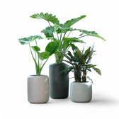 Planter Pure Beads on white background.
