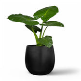 Planter 'Stijn' on white background.