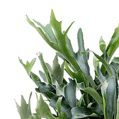 Platycerium bifurcatum leaf close-up on white background.