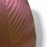 Pleiostachya pruinosa leaf close-up on white background.