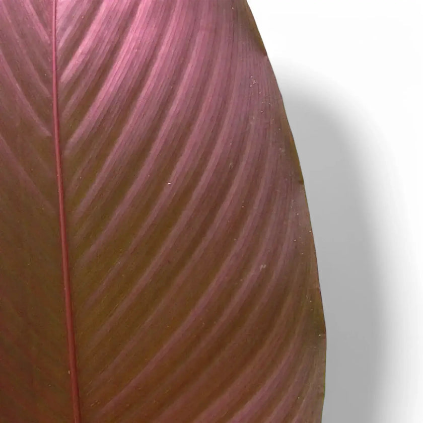 Pleiostachya pruinosa – Blattdetail vor weißem Hintergrund..