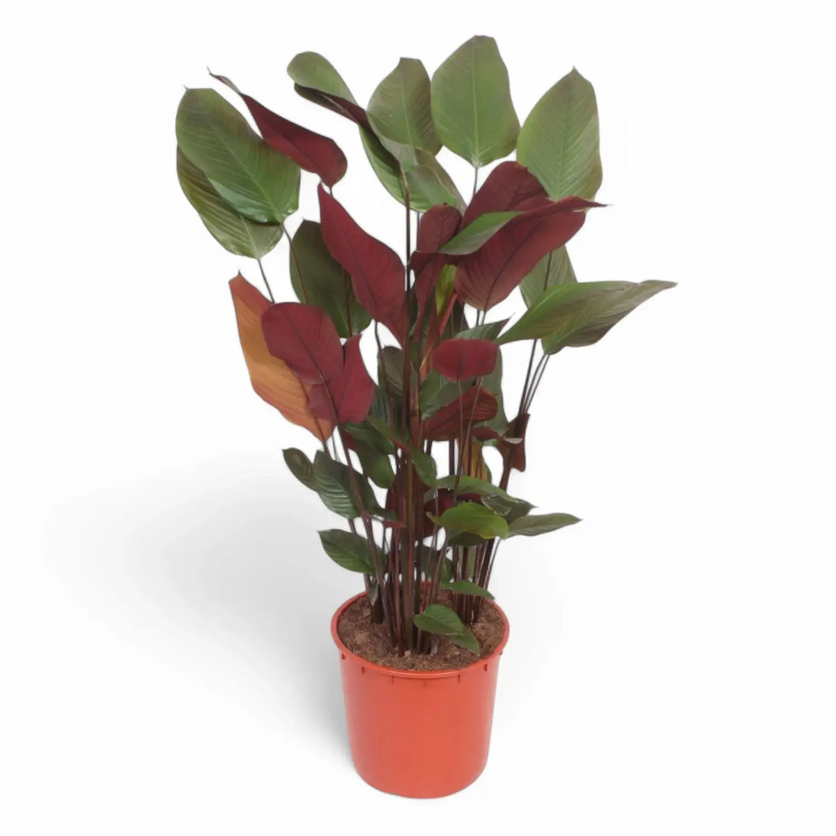 Pleiostachya pruinosa potted plant in nursery pot on white background.