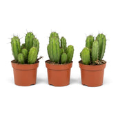 Polaskia chichipe baby cactus with clustered columnar green stems, deep ribs and short spines