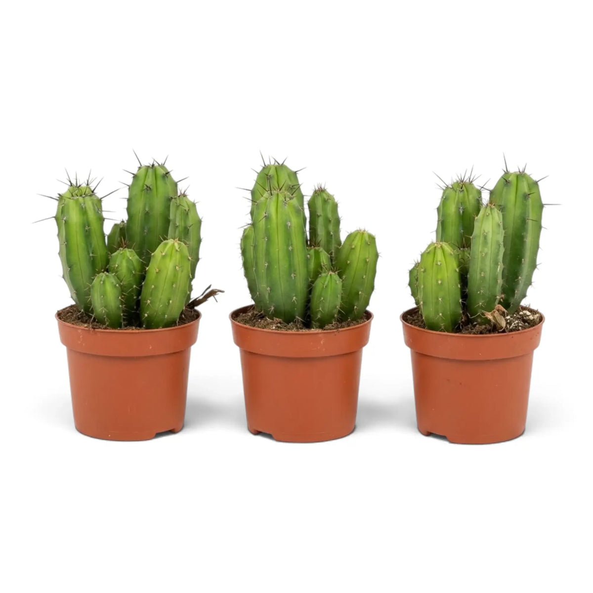 Polaskia chichipe baby cactus with clustered columnar green stems, deep ribs and short spines