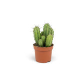 Polaskia chichipe young potted cactus with green ribbed stems and sparse spines