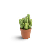 Polaskia chichipe young cactus in a nursery pot showing its compact branching form
