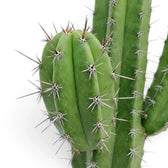 Polaskia chichipe stem detail showing wavy ribs and spaced clusters of short spines