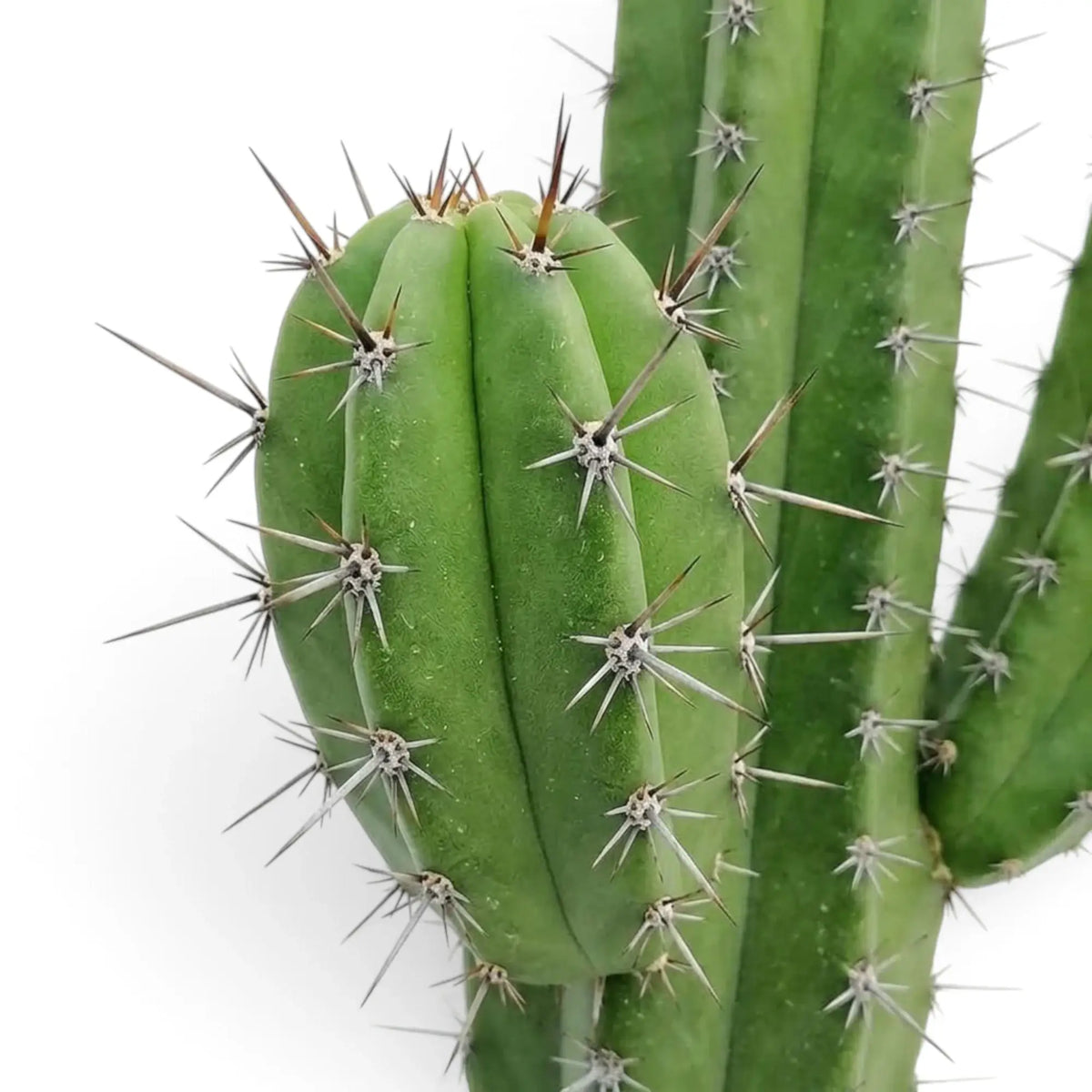 Polaskia chichipe stem detail showing wavy ribs and spaced clusters of short spines
