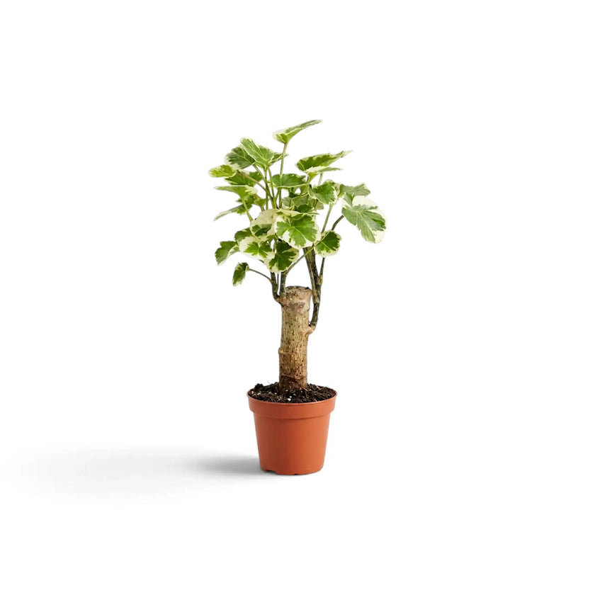 Tall baby Polyscias ‘Butterfly’ in a terracotta nursery pot