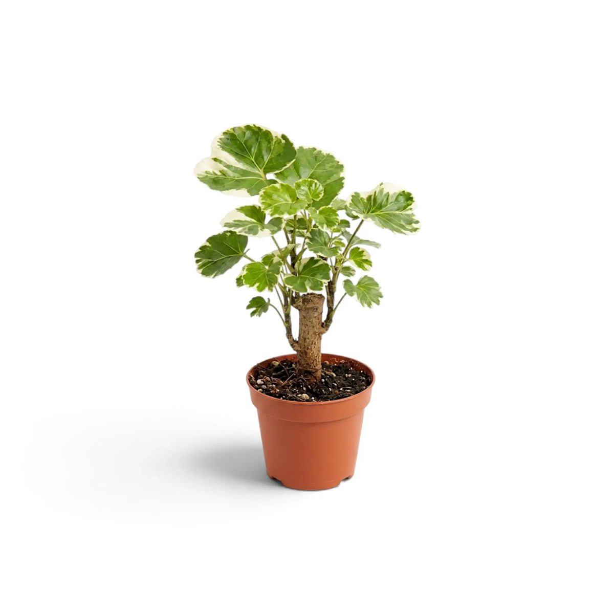 Potted Polyscias ‘Butterfly’ with a woody stem and variegated foliage