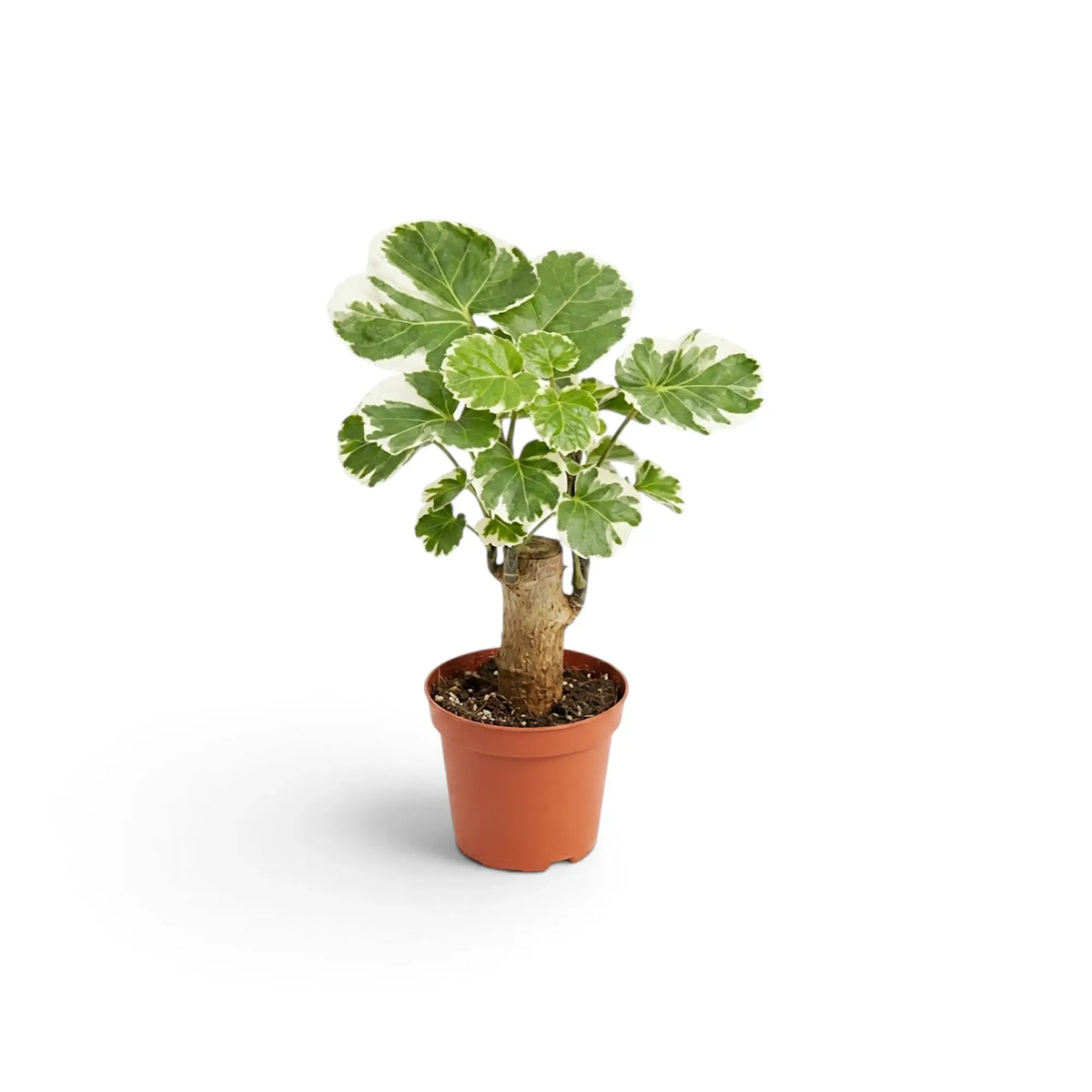 Baby Polyscias ‘Butterfly’ with cream-edged round leaves in a terracotta pot