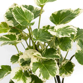 Detailed view of branching Polyscias ‘Butterfly’ with variegated leaves