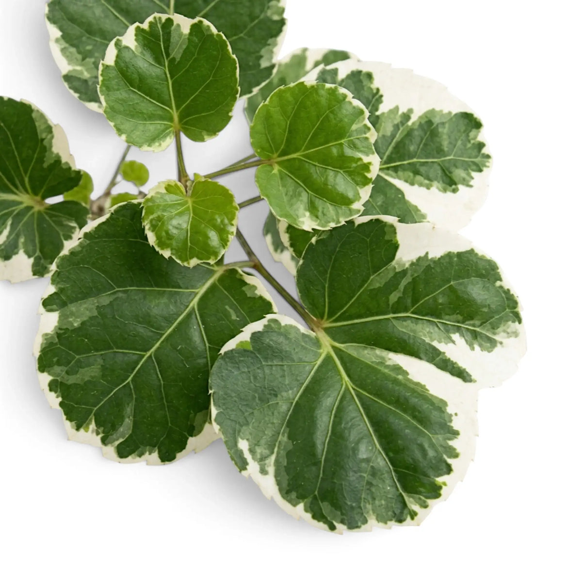 Top close-up of cream-edged Polyscias ‘Butterfly’ leaves