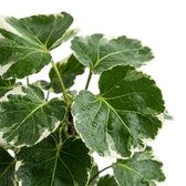 Close-up of Polyscias ‘Butterfly’ leaves with cream variegation and water droplets