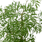 Close-up of Polyscias fruticosa 'Ming' finely divided green leaves on slender stems