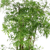 Polyscias fruticosa 'Ming' leaf detail with finely cut green leaflets and fine branching